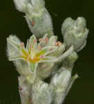 Longleaf buckwheat